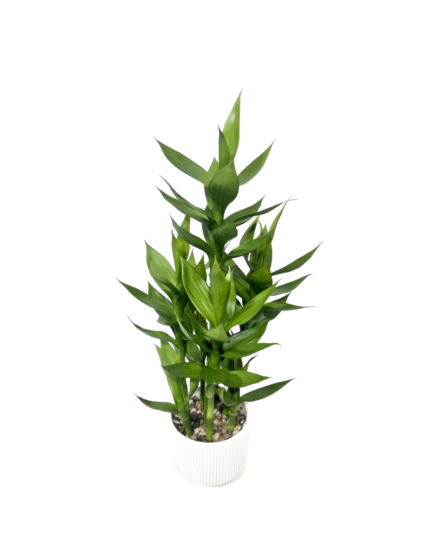 Artificial Lucky Bamboo Plant (70cm)