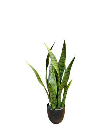 Artificial Snake Plant (50cm)